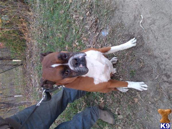 Jakeboxer Picture 1